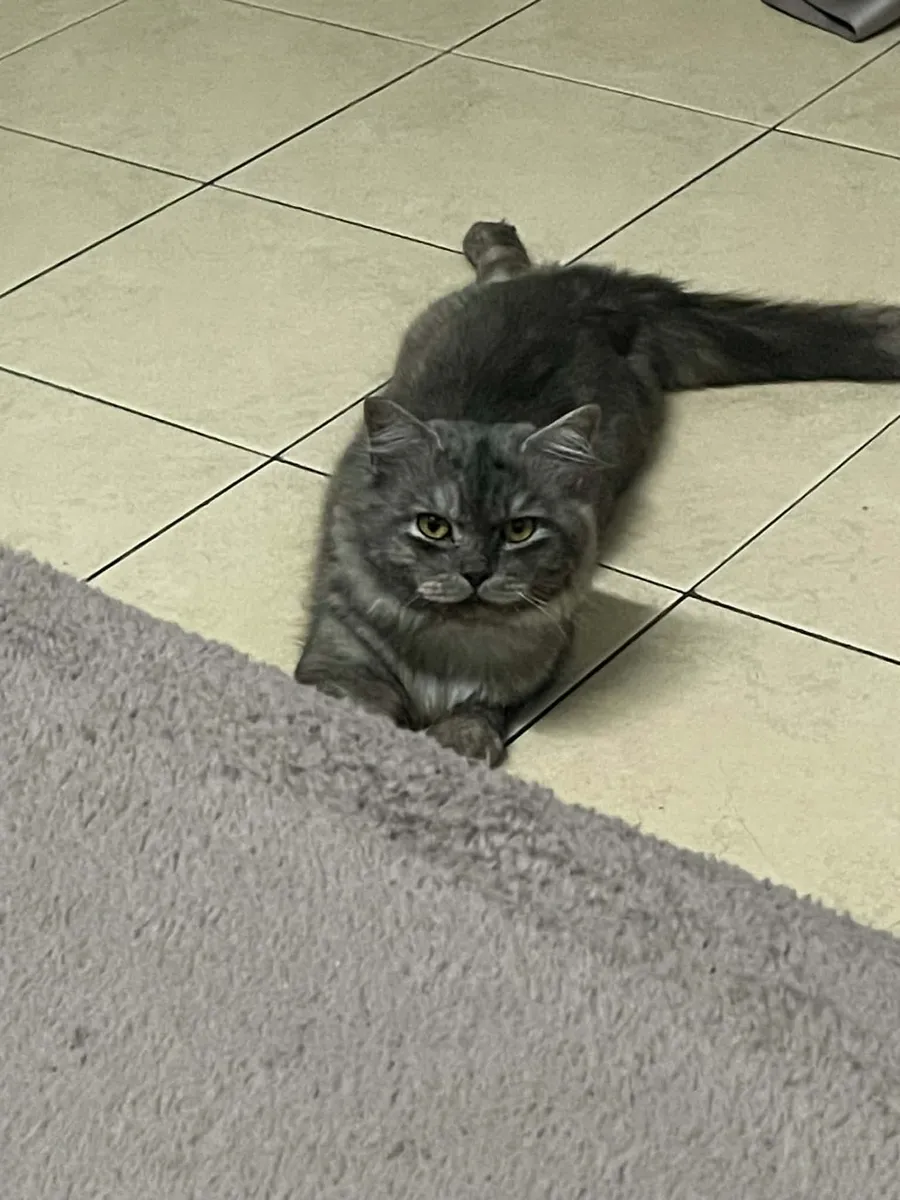 ตังๆ