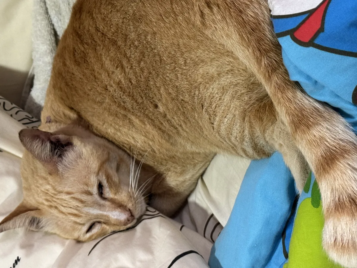 ขาว