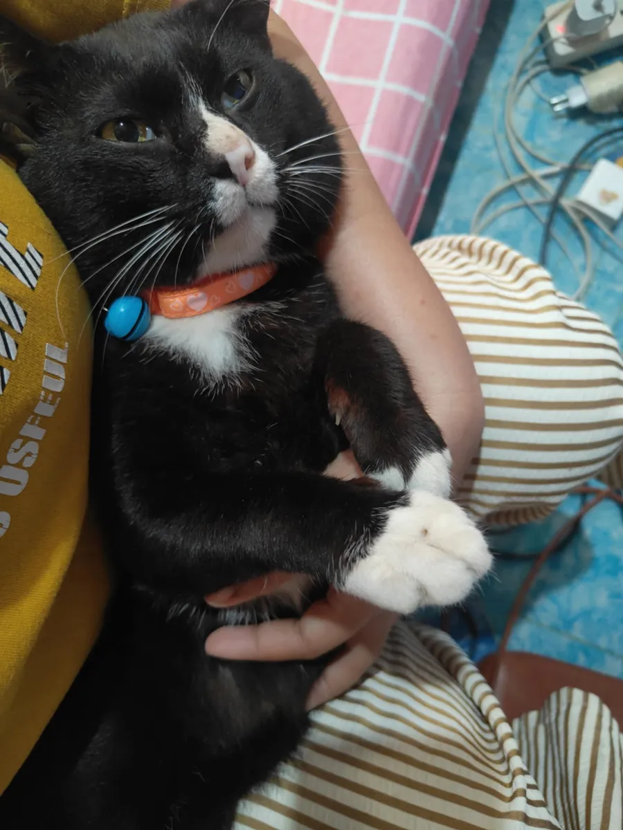 สำลี