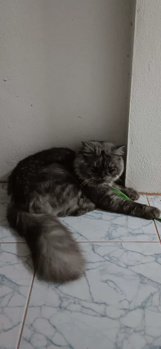 ตังๆ